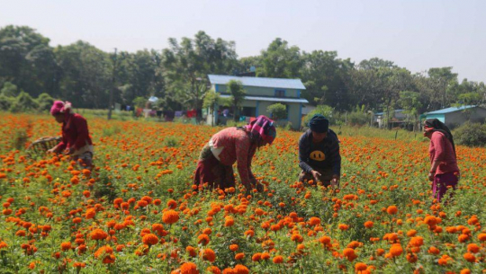 धनगढीमा तिहारका लागि पर्याप्त सयपत्री फूल उत्पादन