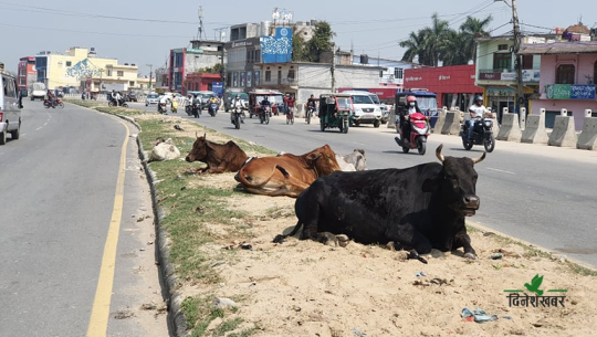 धनगढीमा छाडा चौपायाको समस्या उस्तै