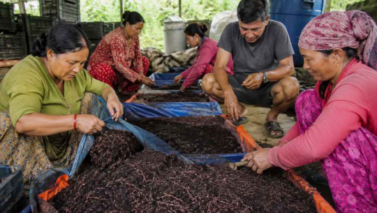 गड्यौले मल उत्पादनमा किसानको आर्कषण