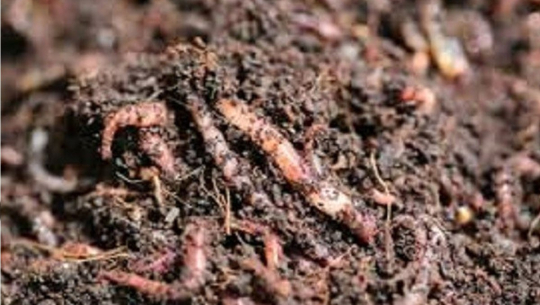 गड्यौलापालनतर्फ किसान आकर्षित