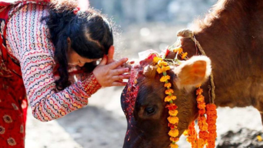 Cow worship observed on the fifth day of Tihar