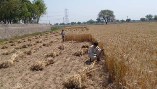 कैलालीका किसान परम्परागत कृषि प्रणालीकै भरमा खेती गर्दै 