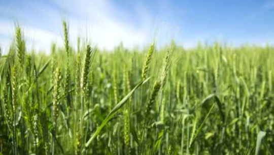 फाइल फोटो