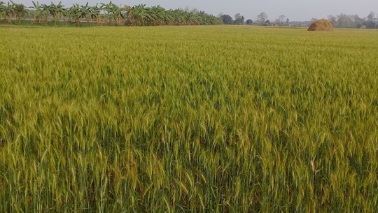 बारामा २९ हजार ७०० हेक्टर क्षेत्रफलमा गहुँखेती