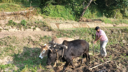 सुदूर पहाडमा किसानलाई गहुँ छर्ने चटारो