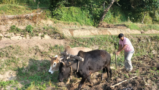 Farmers begin wheat sowing in the highlands of Far western province