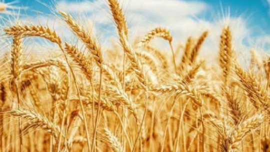 डोटीमा कारोनाको डर भन्दा गहुँ थन्काउन चिन्ता