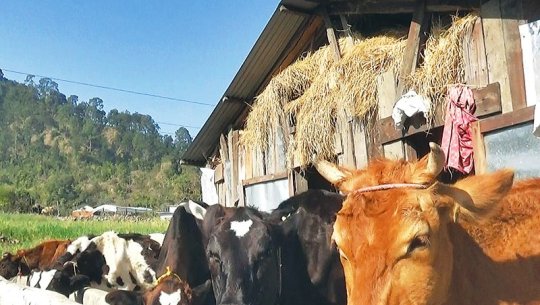 डडेल्धुराका गाई पालक किसान मारमा