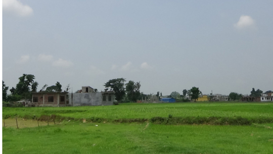 जनप्रतिनिधीको दुई वर्ष पूरा : धनगढीमा छाडा पशु चौपायाको व्यवस्थापन भएन