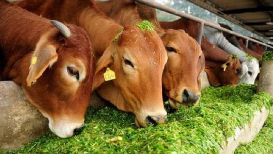 किसानकै गोठमै पुगेर वडाले निःशुल्क गरिदियो पशु बीमा