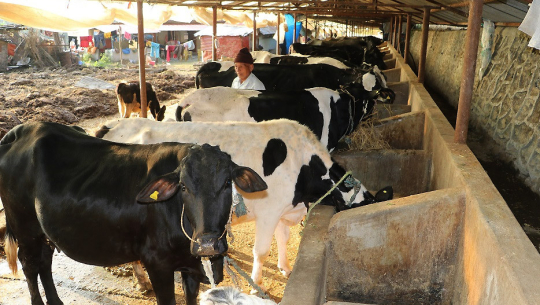 टीकापुरका पशुपालक किसानका समस्या समाधान गर्न छलफल