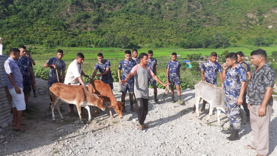 डोटीको सेती नदीमा फसेका तीन गाईको उद्धार