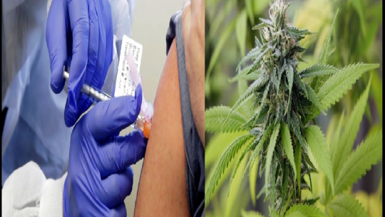 कोरोनाविरुद्धको खोप लगाउनेलाई गाँजा उपहार