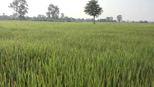 नक्कली वीउ पाएर ठगिएका कैलालीका किसानलाई एक वर्षपछि राहत