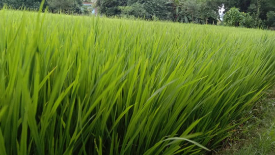 नक्कली बीउ पीडित किसानलाई २० प्रतिशत मात्र राहत