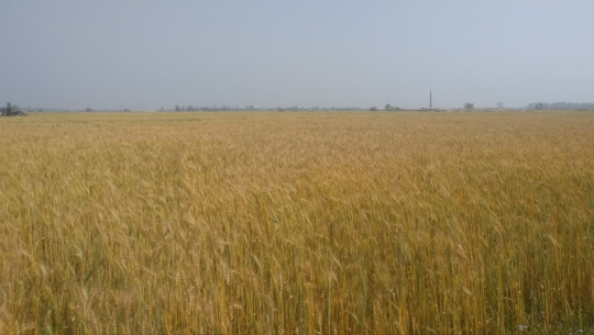 गहुँ उत्पादनमा अग्रणी बन्दै कञ्चनपुरको सुन्दरीफाँटा