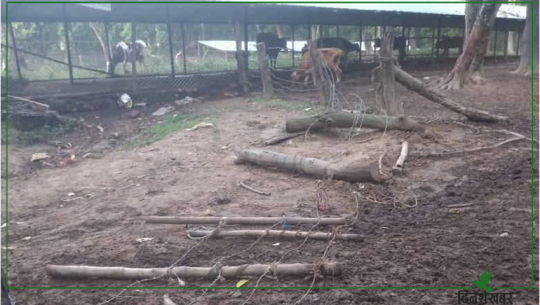 Deohariya cowshed in Dhangadhi was vandalized, 200 cattle were driven away