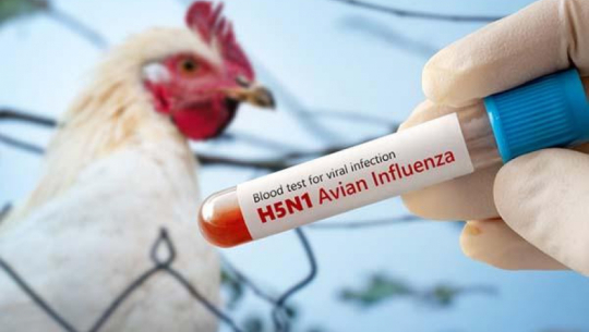 Nepal on high alert following bird flu outbreak in border areas