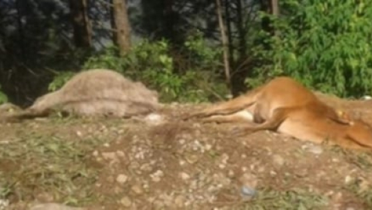 बझाङमा पहिरोले २ गाई मरे, २ घाइते