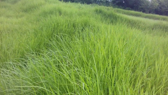 घाँसको व्यावसायिक उत्पादन हुँदै