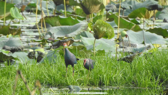 कैलालीको घोडाघोडीमा चराको अनुसन्धान सुरु