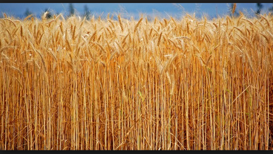 कञ्चनपुरका किसानलाई गहुँ थ्रेसिंग गर्न सास्ती