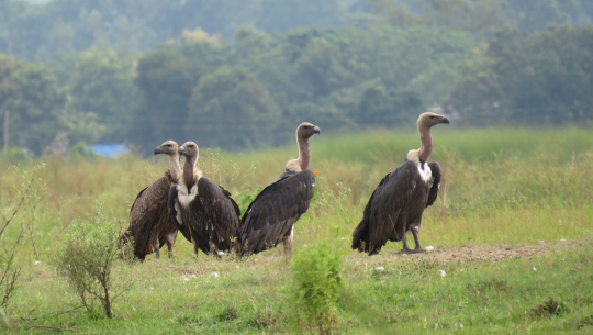 सुदूरपश्चिमका केही क्षेत्र गिद्ध सुरक्षित क्षेत्र घोषणा हुने तयारी