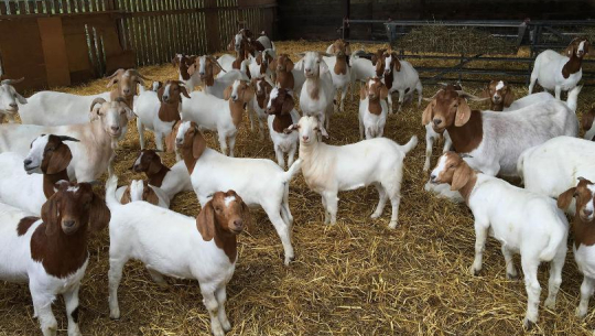 सुदूरमा ४५ हजार मेट्रिकटन मासु उत्पादन, कुन जिल्लामा कति मासु खाइन्छ?