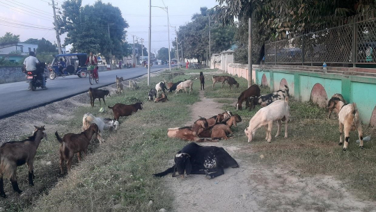 भएन दशैंको समयमा पनि खसीबोकाको बिक्री, चुरेका खसीबोका धनगढीमा