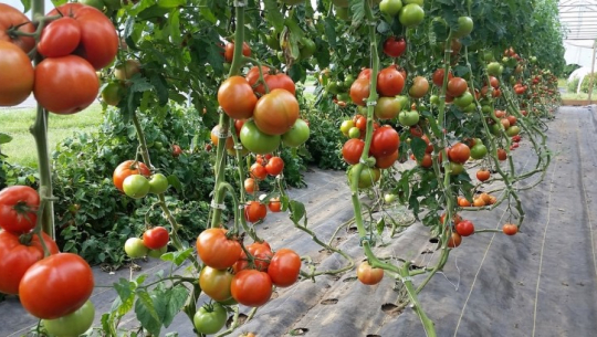 लकडाउनका कारण गोलभेँडा बिक्री गर्न नपाउँदा कञ्चनपुरका किसान निरास