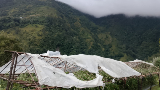 हुरीले गोलभेँडा खेतीमा क्षति