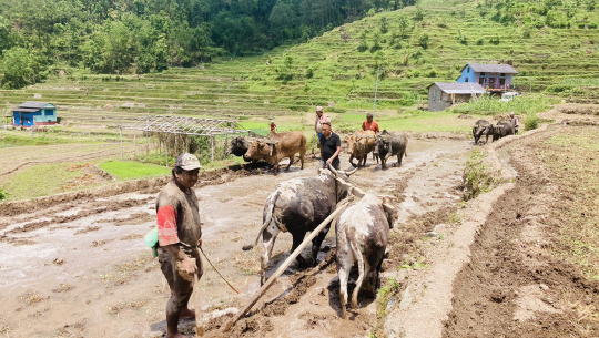 आकासे पानीमा निर्भर बैतडीका किसानलाई रोपाइँको चटारो
