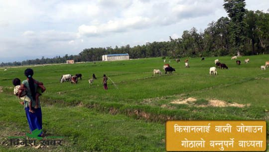 छाडा चौपाया धपाउँदै धनगढीका स्थानीय।