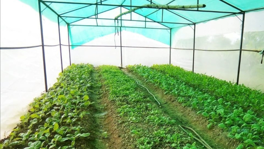 फाइल फोटो