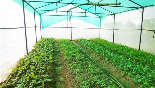 प्राङ्गारिक खेतीतर्फ उन्मुख हुँदै बझाङ्गका स्थानीय तह