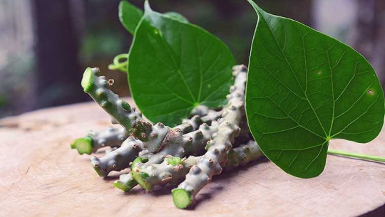 एक हजार ५ सय ५० गुर्जोका बिरुवा निःशुल्क