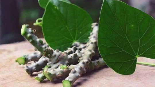 मैत्री सेवा आश्रमका वृद्धवृद्धालाई गुर्जोको निःशुल्क औषधि