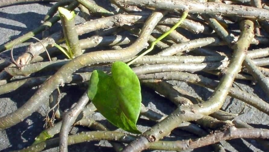 राजधानीका स्थानीय तहमा गुर्जो रोपण अभियान तीव्र