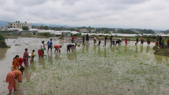 ‘खेलाडी खेतमा दुई दिन’ अभियान