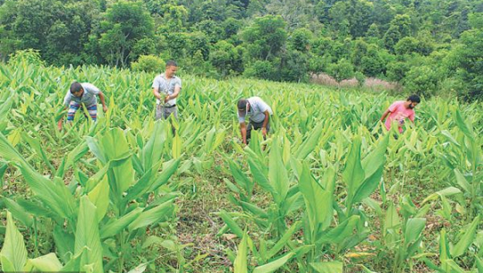 गाउँमा बाँझिएको जग्गामा अदुवा र बेसार