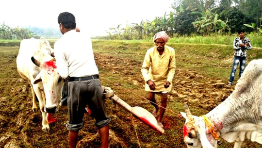 मिथिलाञ्चलमा आज ‘हलो र गोरु पूजा’