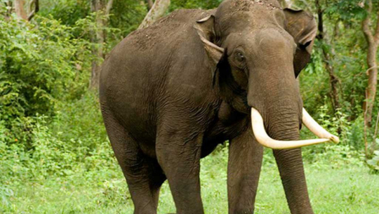 Elephant Intrusion Alert: Unprecedented Entry into Bikas Basti Raises Concerns in Kanchanpur