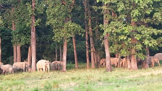 कञ्चनपुरमा जङ्गली हात्ती भगाउन माहुरी पालन