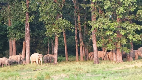 Beekeeping proposed as solution to drive away wild elephants in Kanchanpur