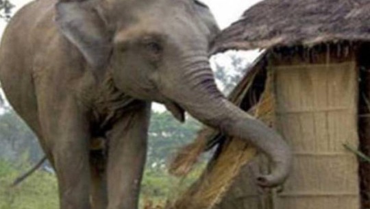 कञ्चनपुरमा  हात्तीले घर एक जनाको घर भत्कायो