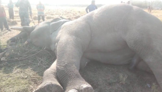 कञ्चनपुरमा हात्ती मृत फेला