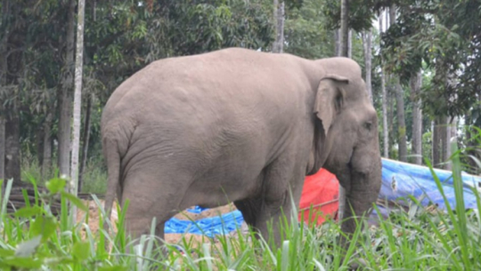 कञ्चनपुरमा जङ्गली हात्तीको आक्रमणबाट ६ वर्षकि बालिकाको मृत्यु