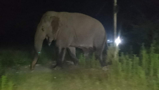 कञ्चनपुरमा हात्तीको आक्रमणबाट एकजना घाइते