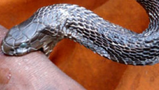 यी व्यक्ति जसलाई सर्पको विषले केहि असर गर्दैन !