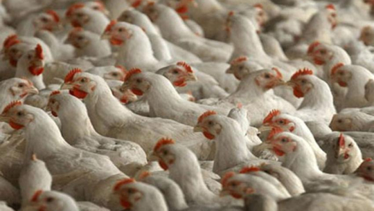 कुखुरा व्यवसायी नै तस्करी नियन्त्रण अभियानमा सक्रिय (भिडियो सहित)